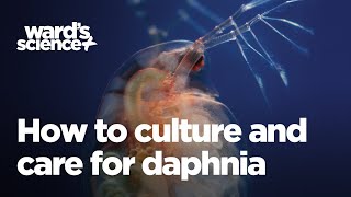 Caring and Culturing for Daphnia [upl. by Dragon]