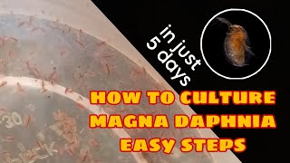 How to Culture Magna Daphnia Easily [upl. by Daigle]