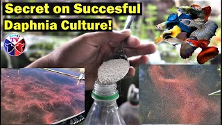 How to Culture Daphnia Successfully [upl. by Elvina]