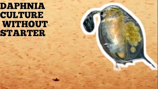 HOW TO CULTURE DAPHNIA NATURALLY WITHOUT A STARTER [upl. by Papotto]