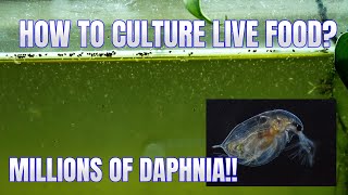 How to Culture Daphnia Secret Method to Breed MILLIONS  Simply Aquatic [upl. by Naynek]