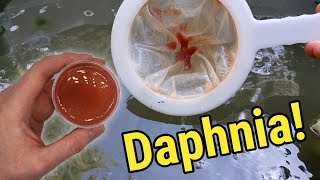 How I Culture Daphnia In Outdoor Tubs [upl. by Ellednahc]