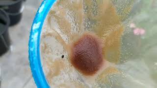 How to culture daphnia moina in a small container Part 1 English Subtitle [upl. by Nahsed]