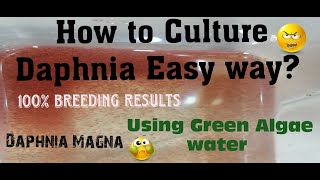 Daphnia MagnaHow to Culture Daphnia Easy wayCulturing Daphnia using Green water Daphnia [upl. by Otrebile]