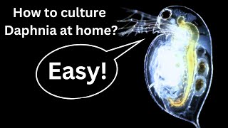 BEST Live Fish Food Beginner guide How to Culture Daphnia at home [upl. by Derina341]