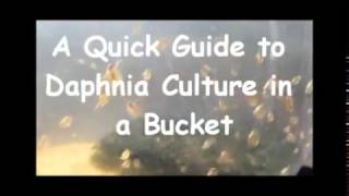 How to culture daphnia outside [upl. by Guilbert319]