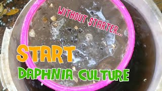 How to culture daphnia moina the easy way 1  Starting the Daphnia culture [upl. by Orban]