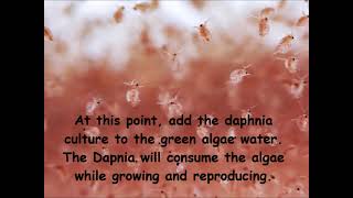 Daphnia  How to grow daphnia in your home [upl. by Craven]