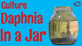 How to Culture Daphnia in a Jar [upl. by Odom]