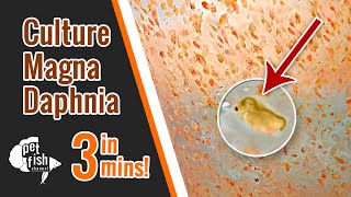 How to culture DAPHNIA MAGNA  The easy way [upl. by Nguyen]