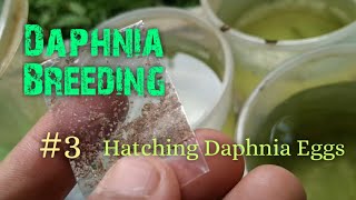 Daphnia Culture made simple and easy 3  Hatching Daphnia eggs [upl. by Lesiram321]