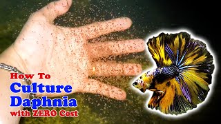 How to Culture Daphnia with ZERO Cost  Unlimited Live Food For Our Fish [upl. by Golliner]