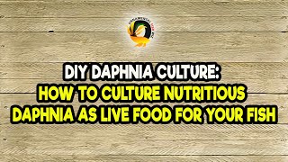 DIY Daphnia Culture How to Culture Nutritious Daphnia as Live Food for Your Fish [upl. by Wehtam]