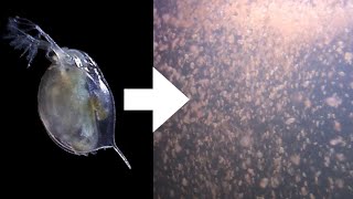 How I Culture Daphnia [upl. by Demp]