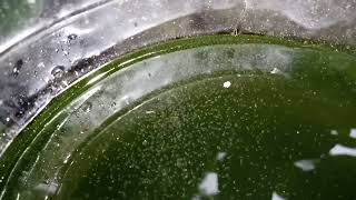 DAPHNIA MOINA CULTURE IN A SMALL BUCKET [upl. by Yeldua800]