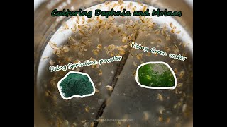 How To Culture Daphnia and Moinas using Green Water Spirulina powder [upl. by Poucher]