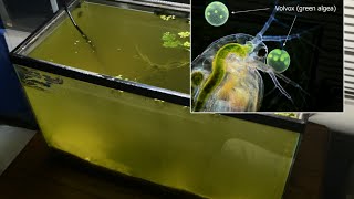 Raising Daphnia for the Freshwater Aquarium [upl. by Jonah561]