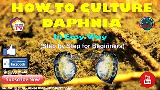 HOW TO CULTURE DAPHNIA In Easy Way [upl. by Esilehc]